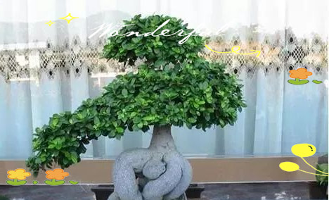 Pyramid tree cultivation methods