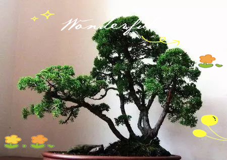 Pyramid tree cultivation methods