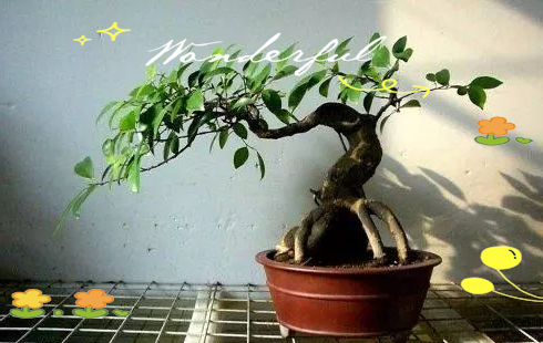 Pyramid tree cultivation methods