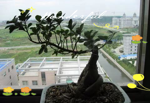 Pyramid tree cultivation methods