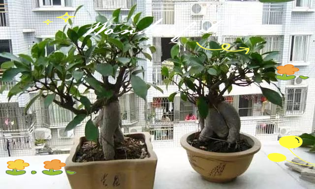 Pyramid tree cultivation methods