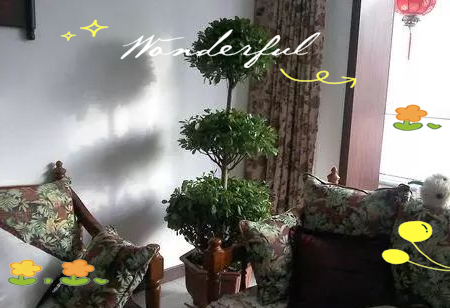 Pyramid tree cultivation methods