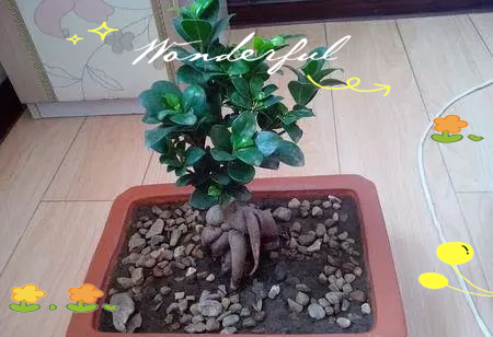 Pyramid tree cultivation methods