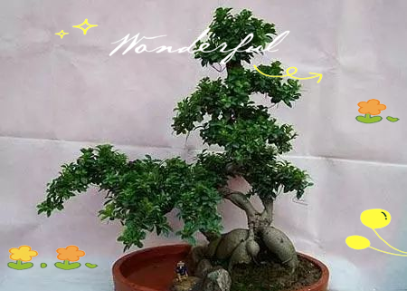 Pyramid tree cultivation methods