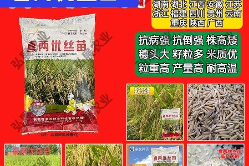 黄华占再生稻的种植技术