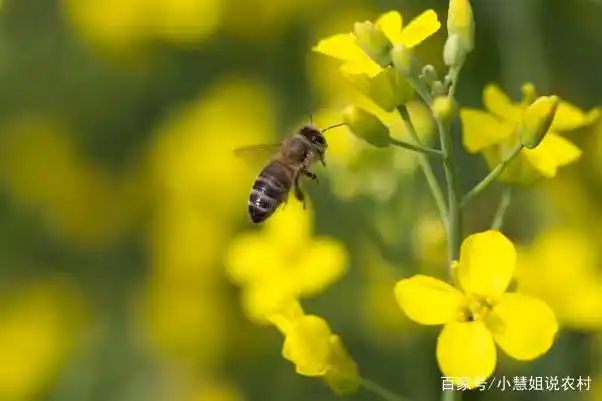 油菜心种植技术和管理