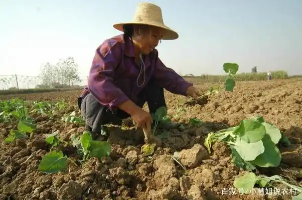油菜心种植技术和管理