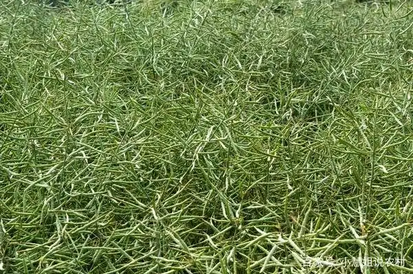 油菜心种植技术和管理