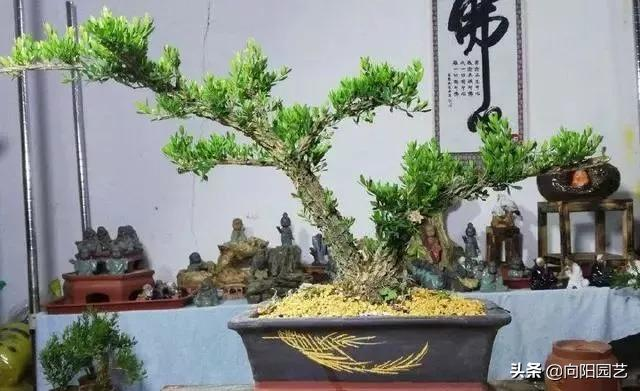 朋友送的黄杨小苗，教你养出精品盆栽，玩的是盆景，不是“炒作”