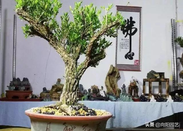 小盆栽的种植方法