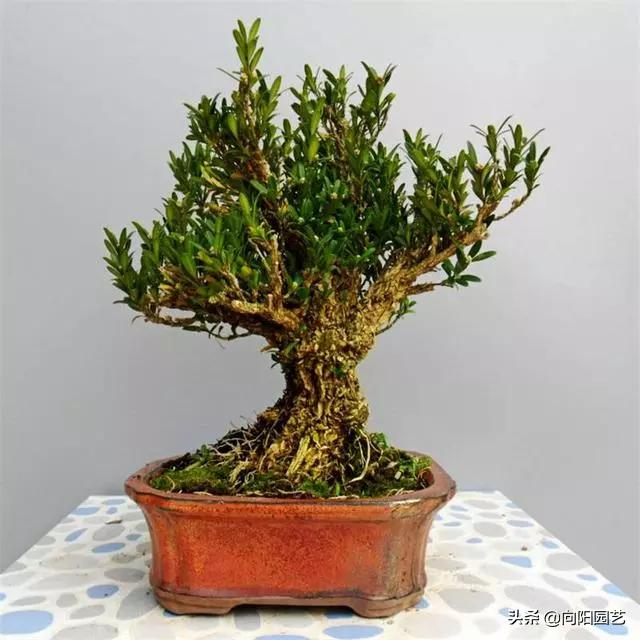 小盆栽的种植方法