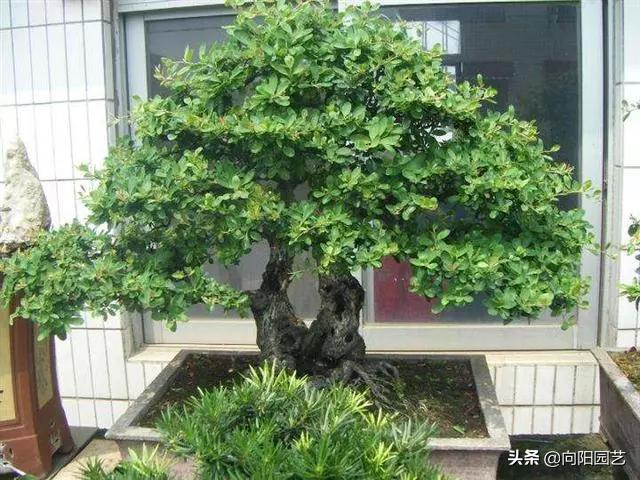 小盆栽的种植方法