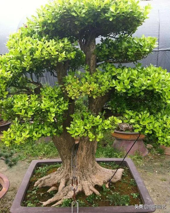 小盆栽的种植方法