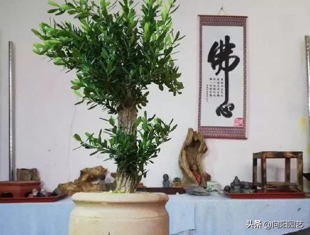 小盆栽的种植方法