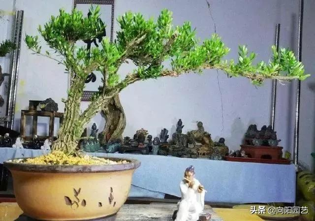 小盆栽的种植方法