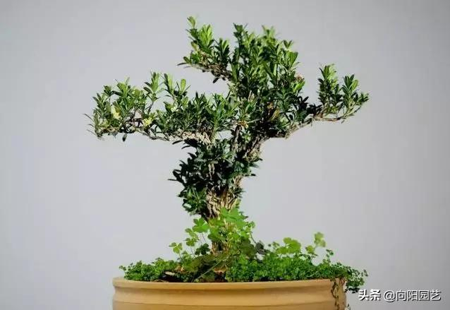 小盆栽的种植方法