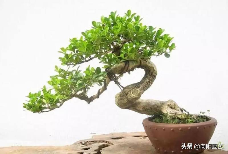 小盆栽的种植方法