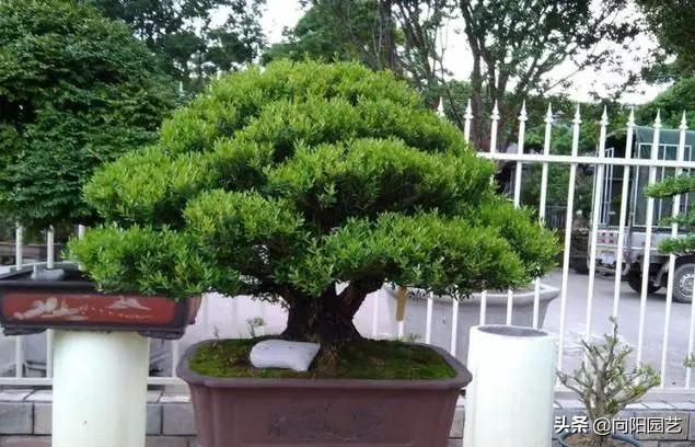 小盆栽的种植方法