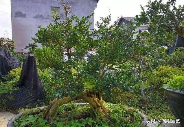 小盆栽的种植方法