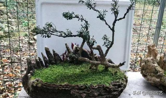 小盆栽的种植方法