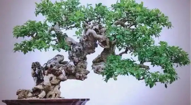 榕树种植方法