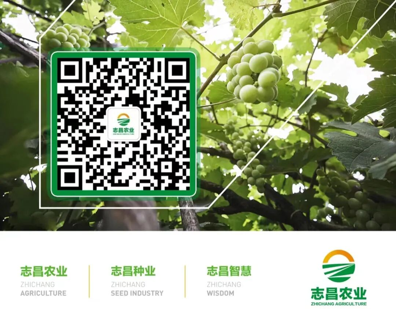 葡萄种植技术与管理