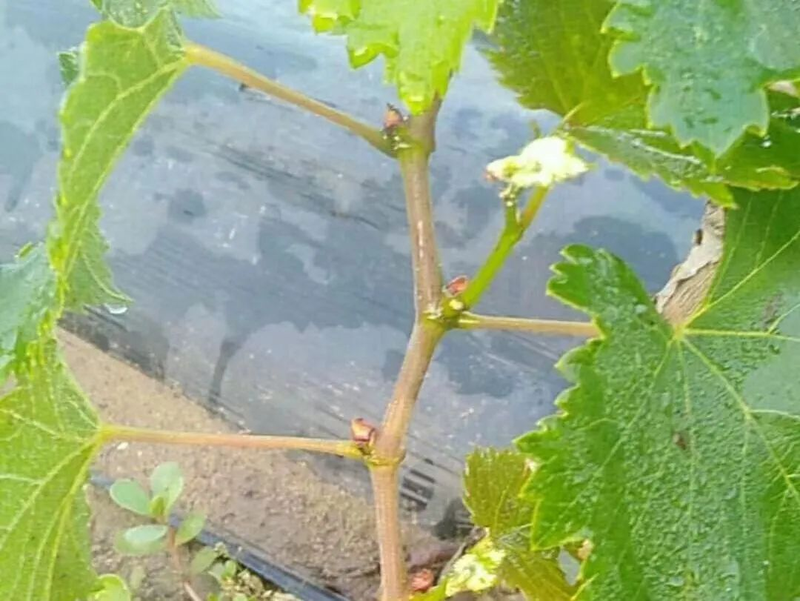 葡萄种植技术与管理