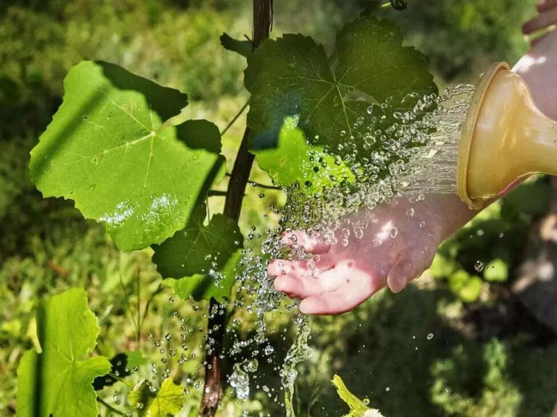 葡萄种植技术与管理