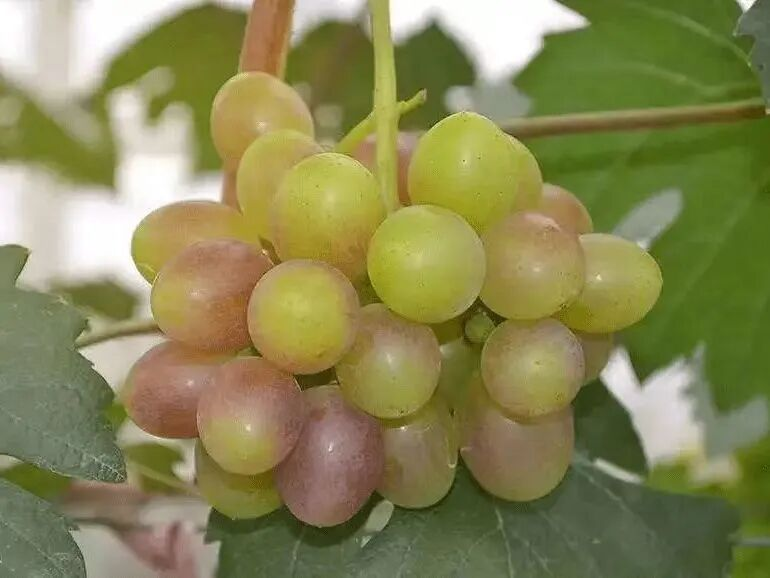 葡萄种植技术与管理