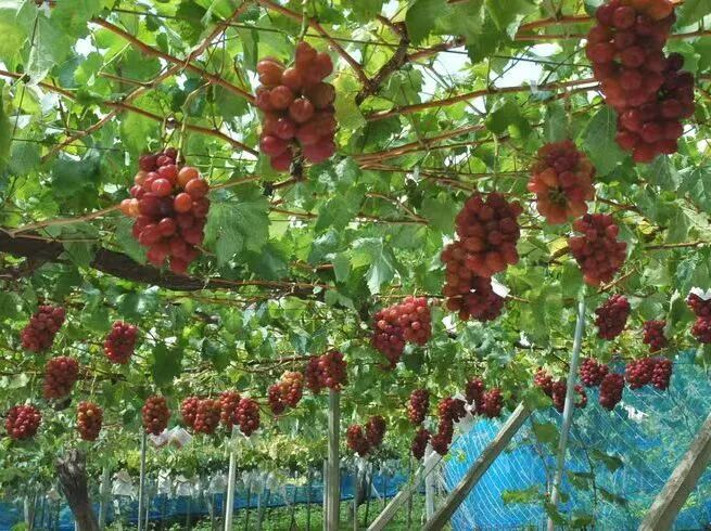 葡萄种植技术与管理