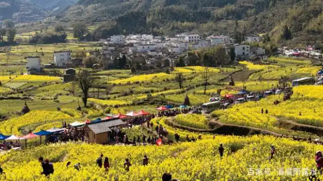 油菜心种植技术和管理