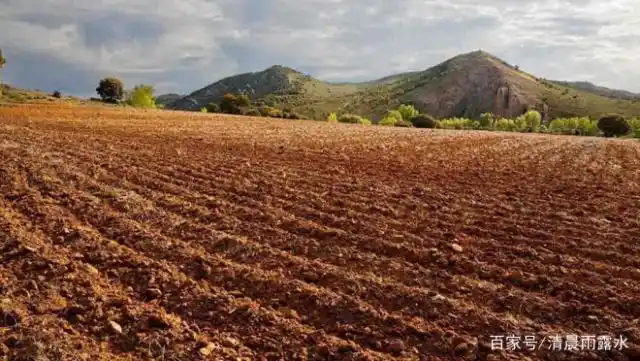 油菜心种植技术和管理
