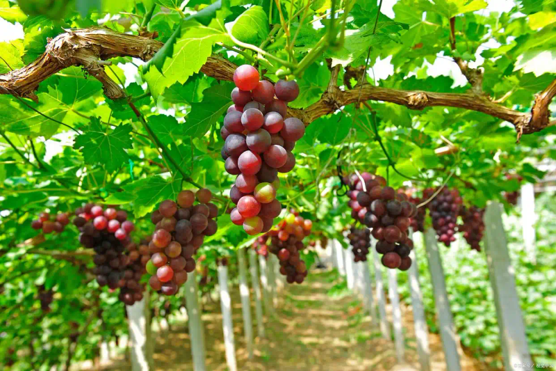 葡萄种植技术与管理