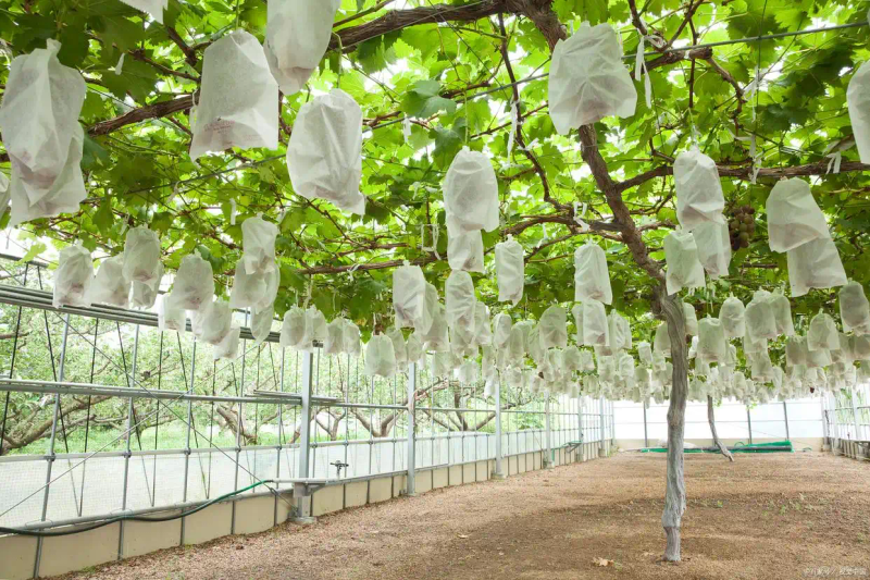 葡萄种植技术与管理