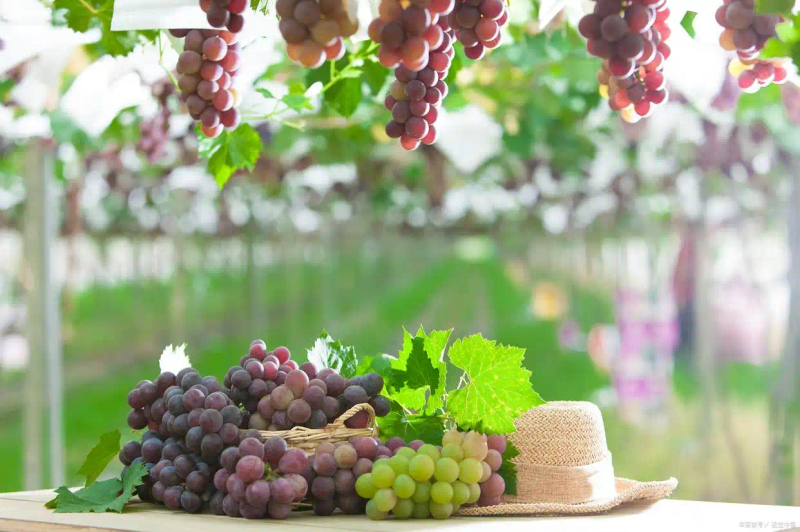 葡萄种植技术与管理