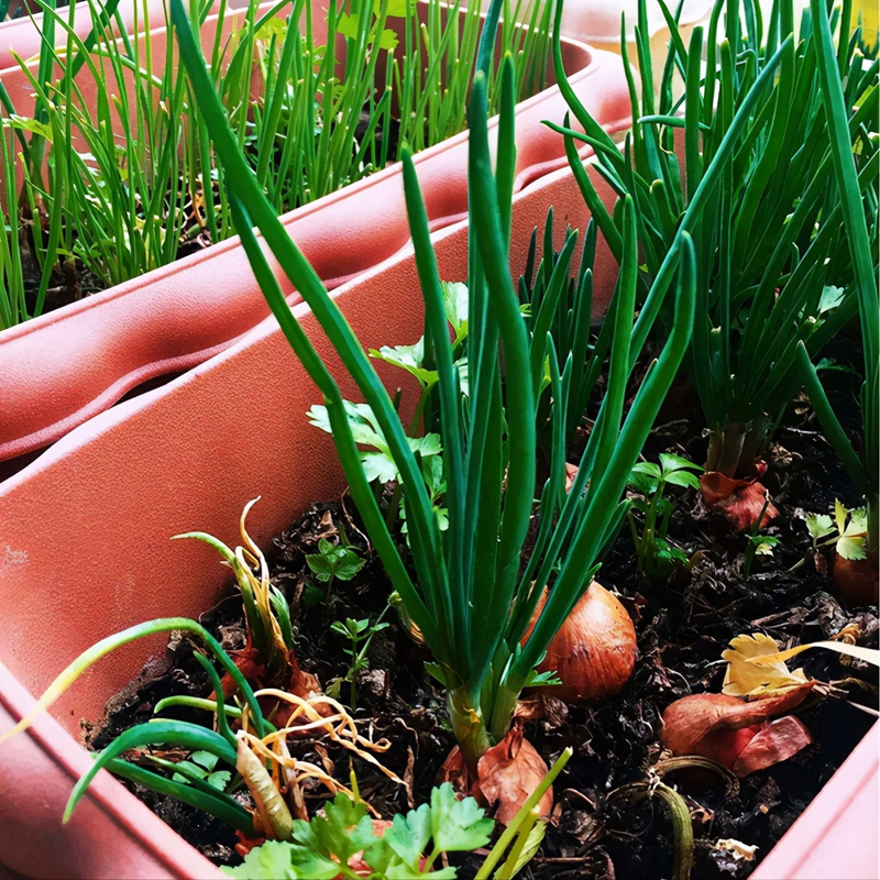 小盆栽的种植方法