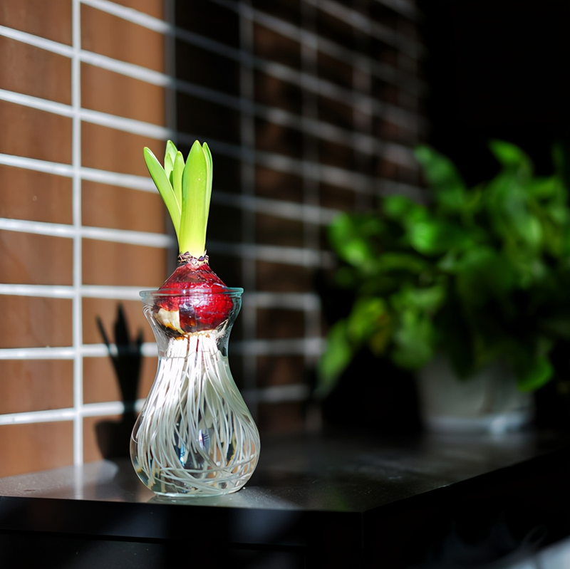 小盆栽的种植方法