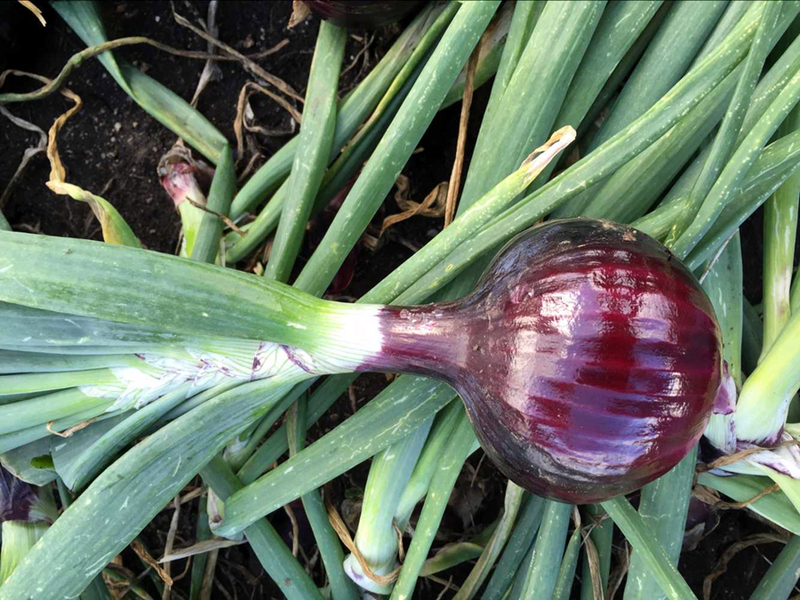 小盆栽的种植方法