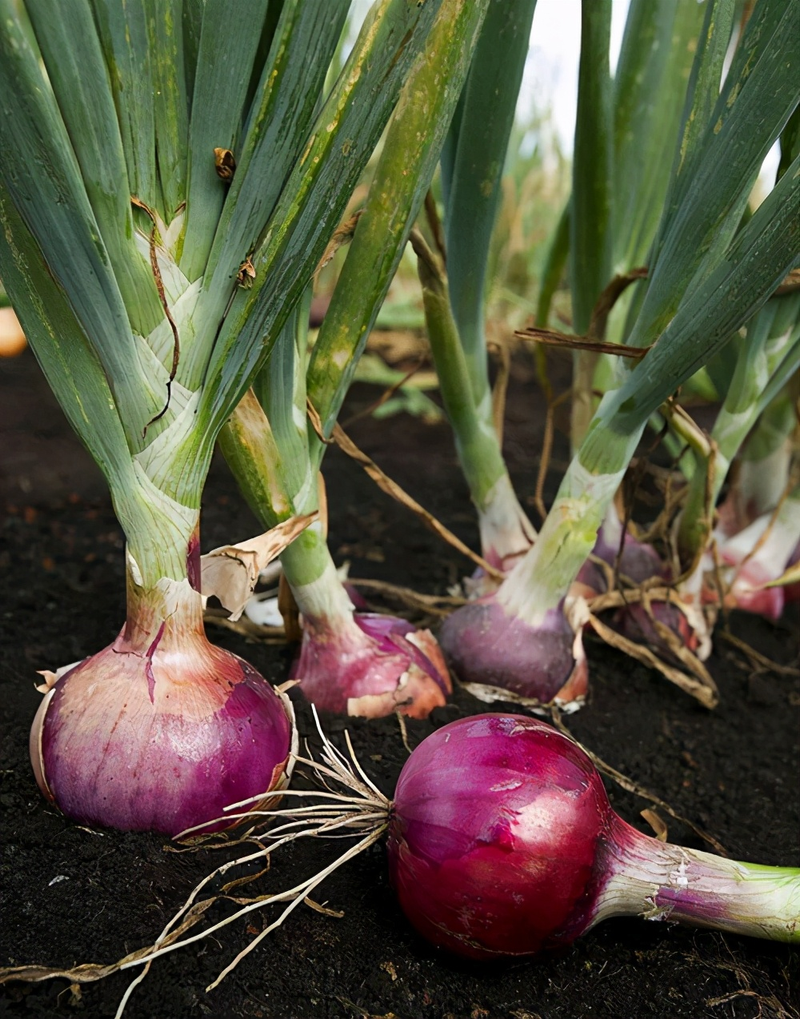 小盆栽的种植方法