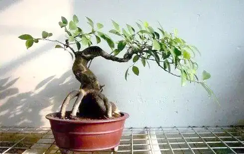榕树种植方法