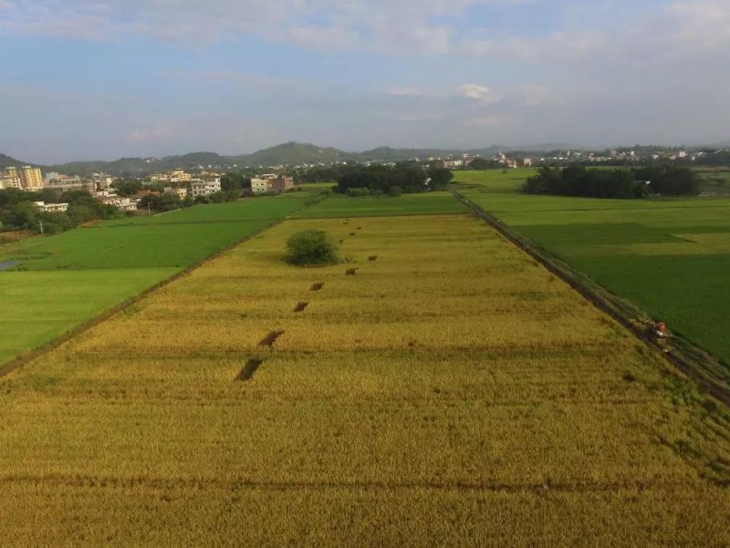 黄华占再生稻的种植技术