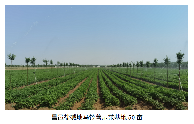 山东莲藕种植技术