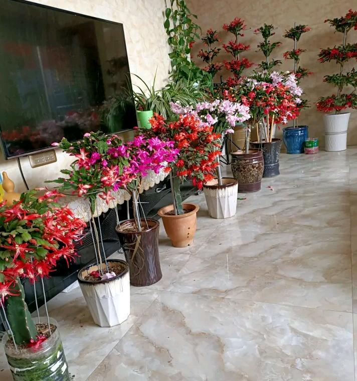 小盆栽的种植方法