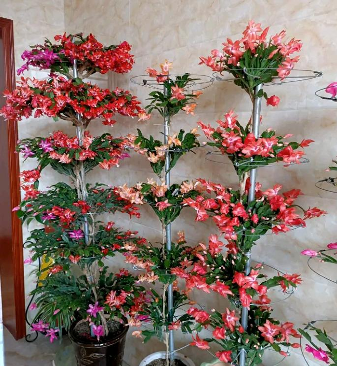 小盆栽的种植方法