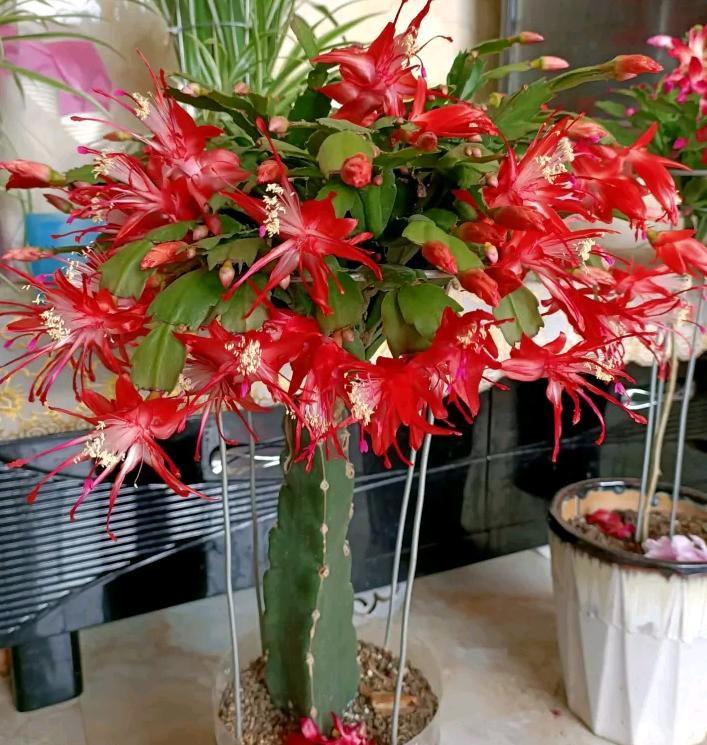 小盆栽的种植方法