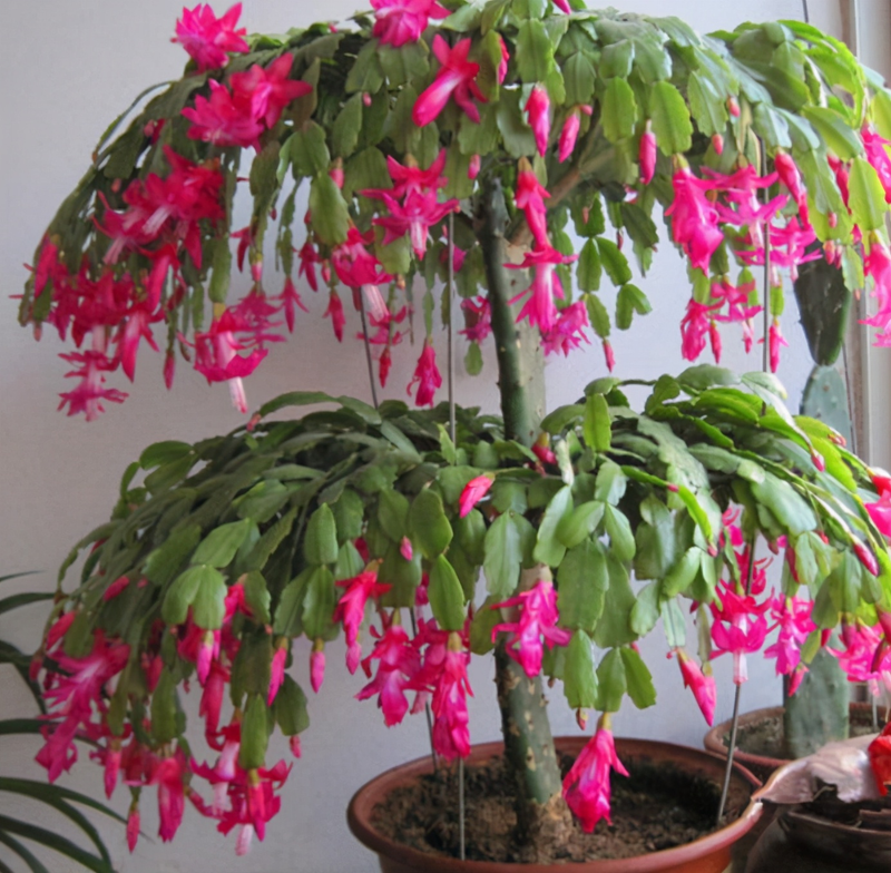 小盆栽的种植方法