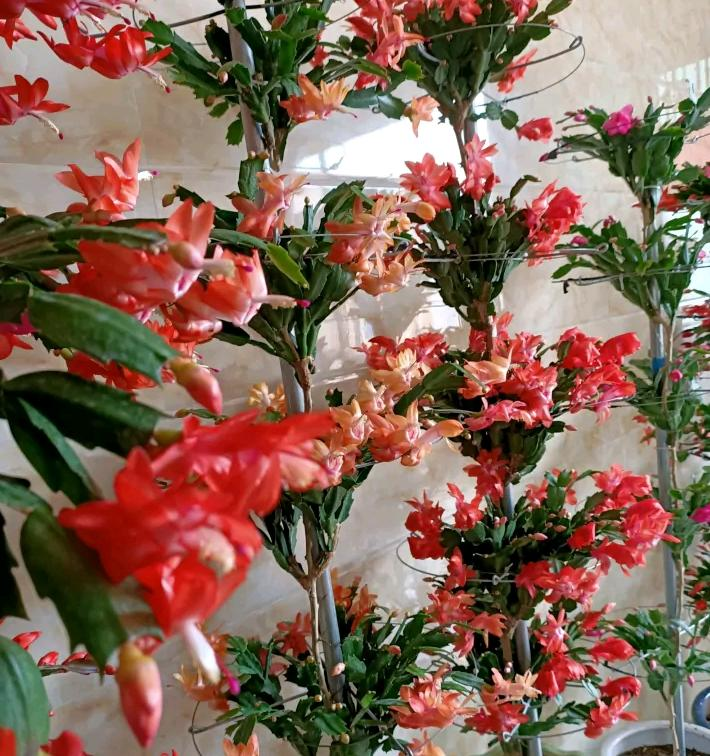 小盆栽的种植方法