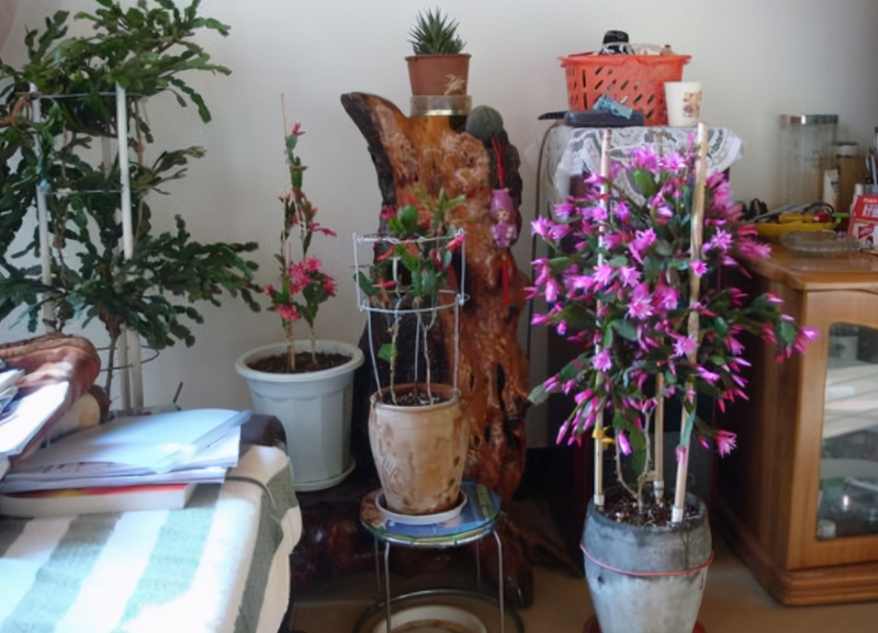 小盆栽的种植方法