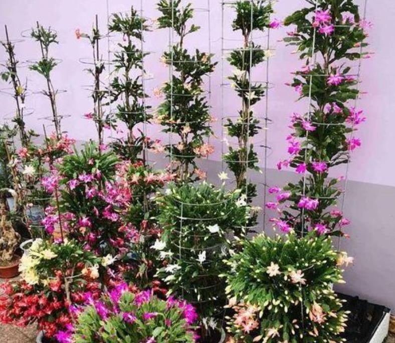 小盆栽的种植方法