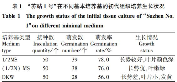 柿子树苗的种植技术